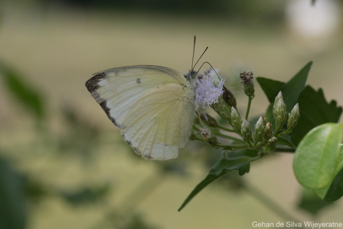 Catopsilia pomona Fabricius, 1775